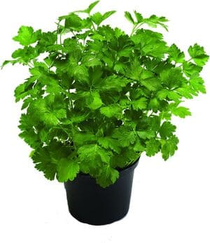 Planta de perejil
