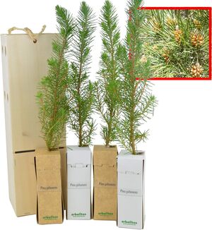 Plantones y semillas de pinos piñoneros