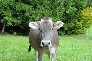 Vaca lechera queso parmesano Vaca lechera queso parmesano