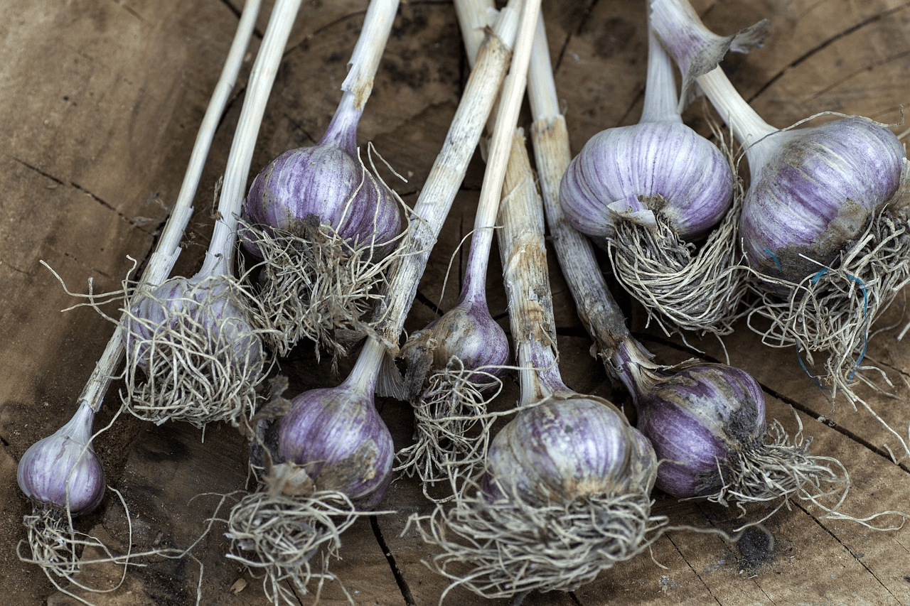 El Ajo, un condimento indispensable en tu cocina. El Ajo, un condimento indispensable en tu cocina.