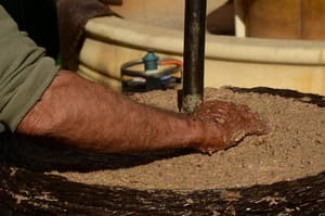 Como se hace el aceite de oliva Como se hace el aceite de oliva