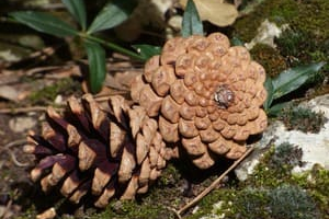 Piñas de piñones maduras Piñas de piñones maduras