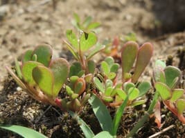 Portulaca oleacea