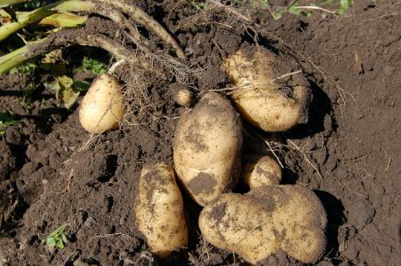 Patatas deliciosos y nutritivos tubérculos - Descubre sus Beneficios en Aurora Cocina. Patatas deliciosos y nutritivos tubérculos - Descubre sus Beneficios en Aurora Cocina.