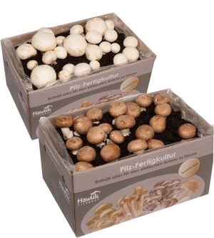 Setas kit cultivo - Aurora Cocina