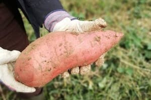Cultivar boniato o batata - Aurora Cocina Cultivar boniato o batata - Aurora Cocina