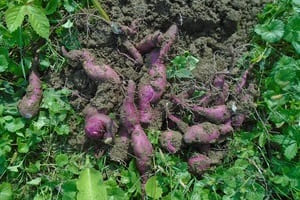 Cultivar boniato o batata - Aurora Cocina Cultivar boniato o batata - Aurora Cocina