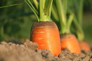 Cultivo de zanahorias - Aurora Cocina Cultivo de zanahorias - Aurora Cocina