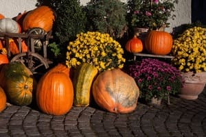 Calabazas - Aurora Cocina Calabazas - Aurora Cocina