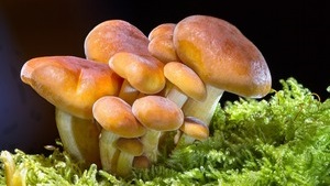 Setas comestibles - Aurora Cocina Setas comestibles - Aurora Cocina