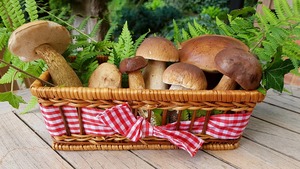 Setas comestibles - Aurora Cocina Setas comestibles - Aurora Cocina