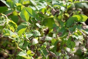 Cultivo del boniato o batata - Aurora Cocina Cultivo del boniato o batata - Aurora Cocina