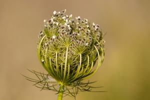 Cultivo de zanahorias - Aurora Cocina Cultivo de zanahorias - Aurora Cocina